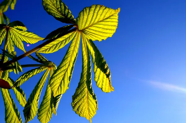 Chestnut tree