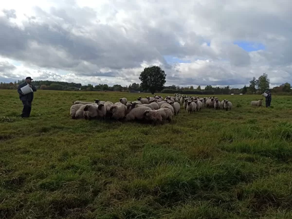 ESF 8.3.4. Izzini, Sajūti, Radi. Pieredzes apmaiņa. "Apšulejas"