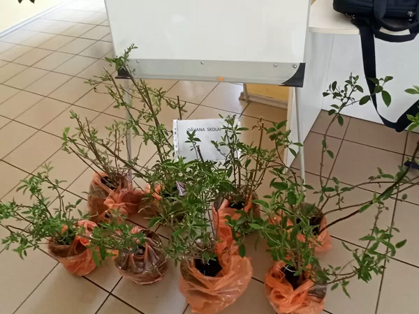 9.klases Pēdējā zvana svētki un Gada balva "Kastaņi un sapņi aug zilās, tīrās debesīs!"